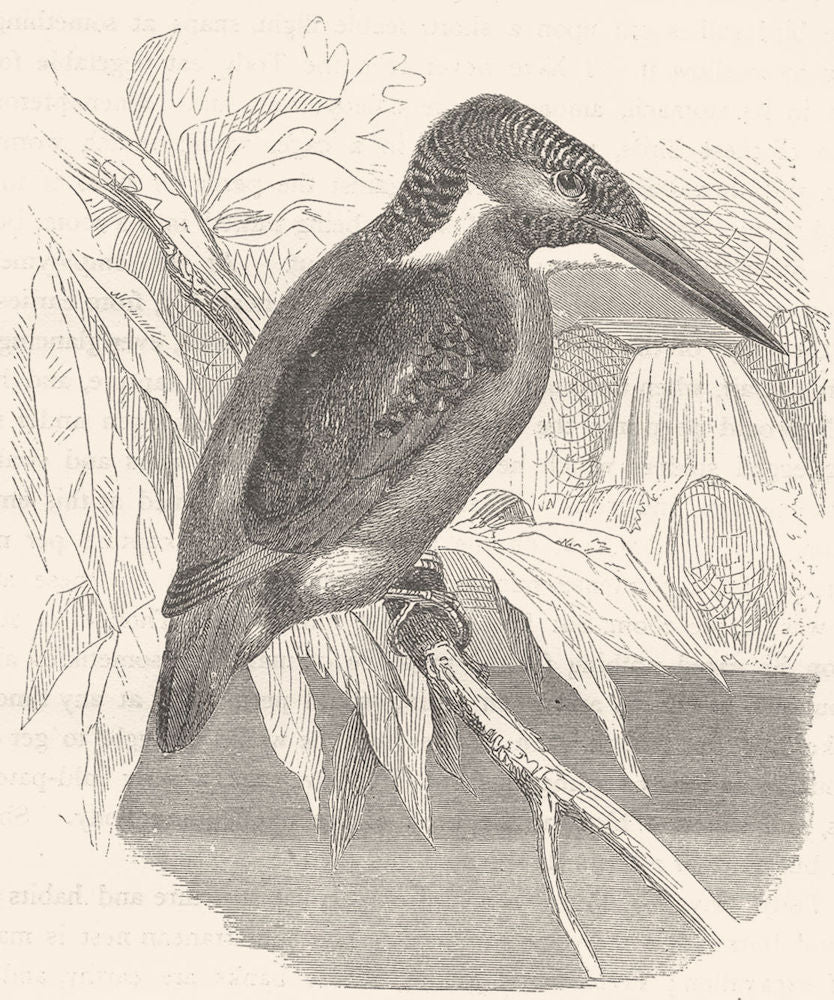 BIRDS. Searcher. Kingfisher. European c1870 old antique vintage print picture